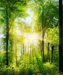 Alternative view of Spritzschutz Küchenrückwand Forest Morning